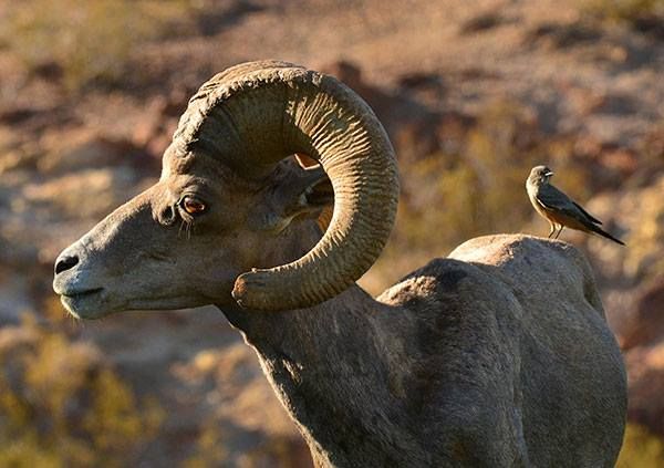 Desert bighorn sheep